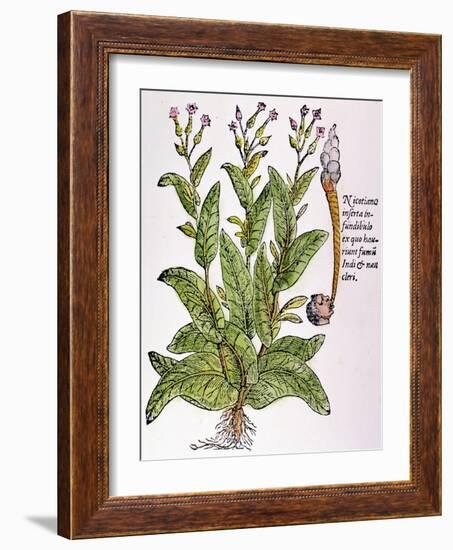 Tobacco Plant-null-Framed Giclee Print