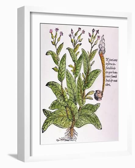 Tobacco Plant-null-Framed Giclee Print