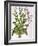 Tobacco Plant-null-Framed Giclee Print