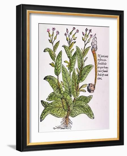 Tobacco Plant-null-Framed Giclee Print