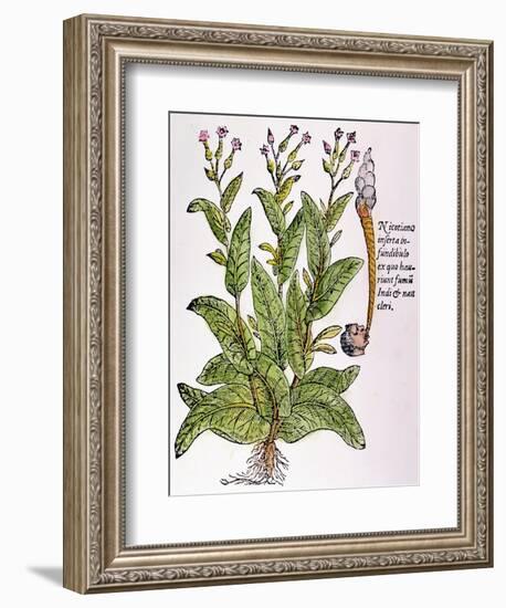 Tobacco Plant-null-Framed Giclee Print