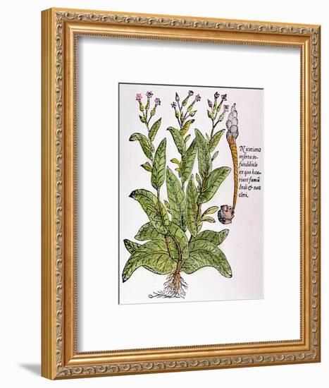 Tobacco Plant-null-Framed Giclee Print