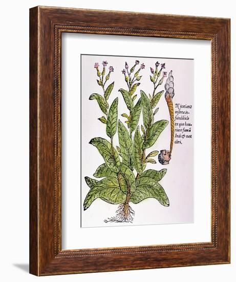 Tobacco Plant-null-Framed Giclee Print