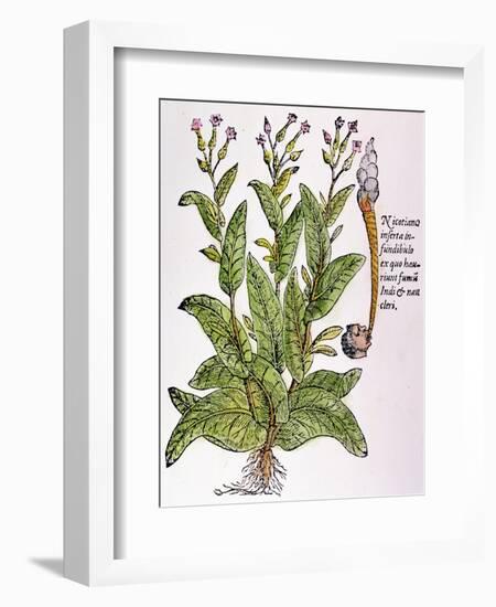 Tobacco Plant-null-Framed Giclee Print