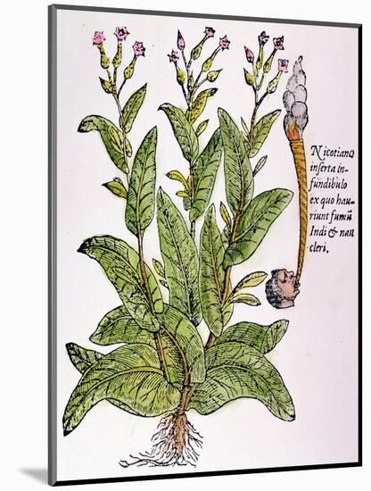 Tobacco Plant-null-Mounted Giclee Print