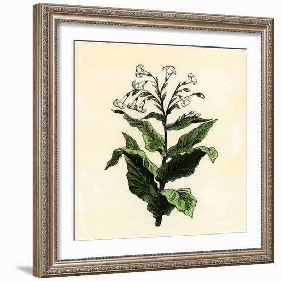 Tobacco Plant-null-Framed Giclee Print