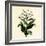 Tobacco Plant-null-Framed Giclee Print