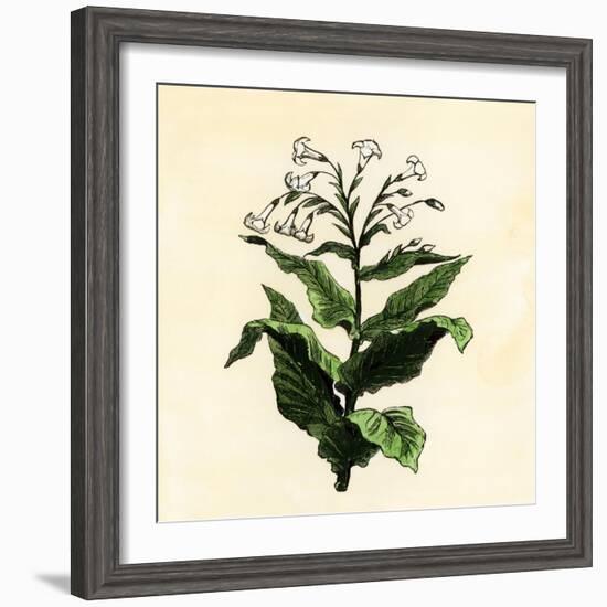 Tobacco Plant-null-Framed Giclee Print