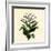 Tobacco Plant-null-Framed Giclee Print
