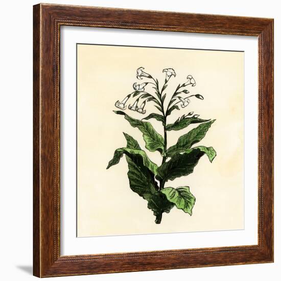 Tobacco Plant-null-Framed Giclee Print