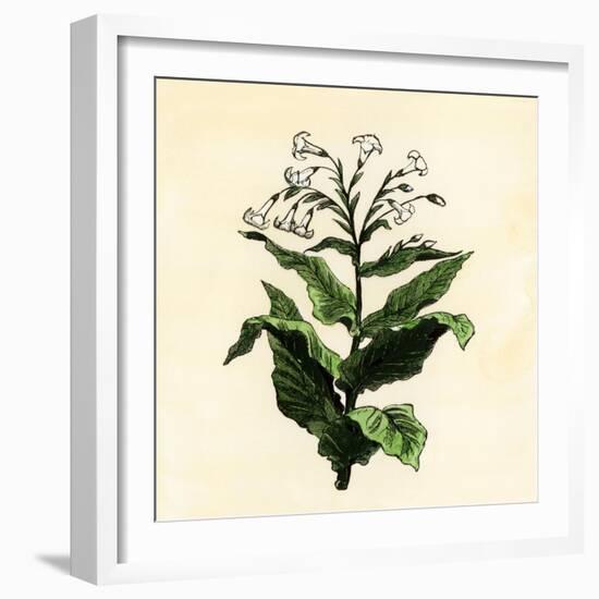 Tobacco Plant-null-Framed Giclee Print