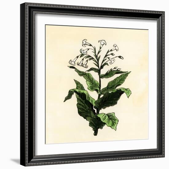 Tobacco Plant-null-Framed Giclee Print