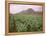 Tobacco Plantation, Cuba, West Indies, Central America-Colin Brynn-Framed Premier Image Canvas