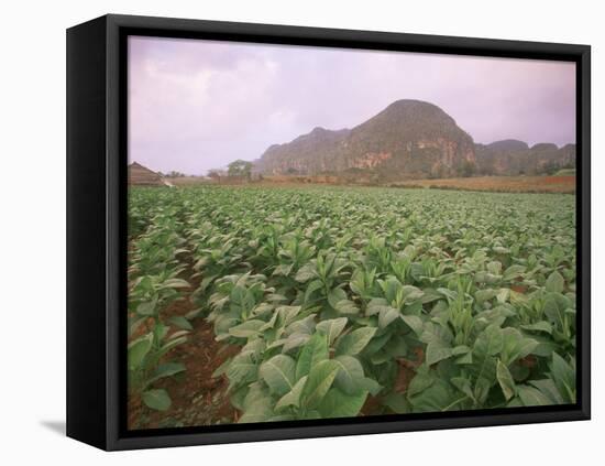 Tobacco Plantation, Cuba, West Indies, Central America-Colin Brynn-Framed Premier Image Canvas