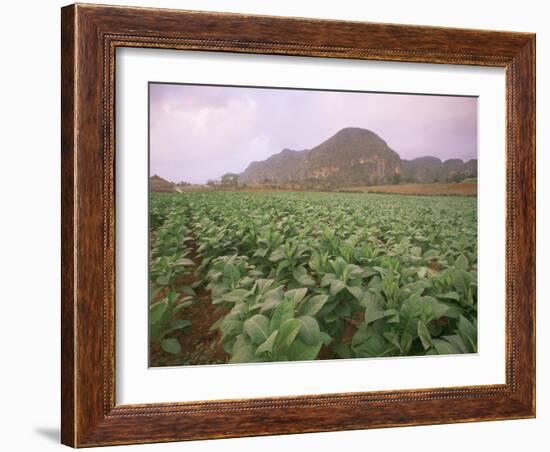 Tobacco Plantation, Cuba, West Indies, Central America-Colin Brynn-Framed Photographic Print