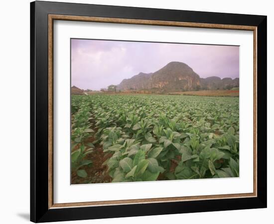 Tobacco Plantation, Cuba, West Indies, Central America-Colin Brynn-Framed Photographic Print