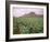 Tobacco Plantation, Cuba, West Indies, Central America-Colin Brynn-Framed Photographic Print