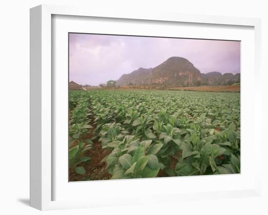 Tobacco Plantation, Cuba, West Indies, Central America-Colin Brynn-Framed Photographic Print