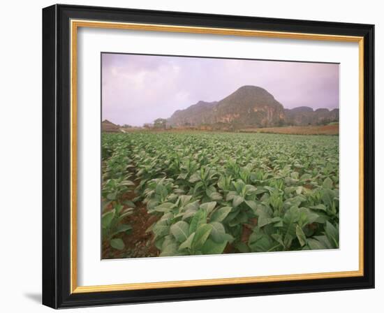 Tobacco Plantation, Cuba, West Indies, Central America-Colin Brynn-Framed Photographic Print