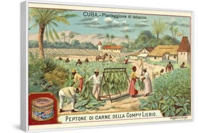 tobacco plantation cuba Cuban cigar Tobacco farming is still a