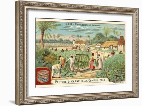 Tobacco Plantation, Cuba-null-Framed Giclee Print