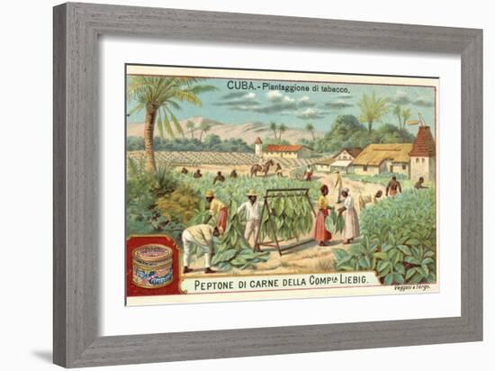 Tobacco Plantation, Cuba-null-Framed Giclee Print