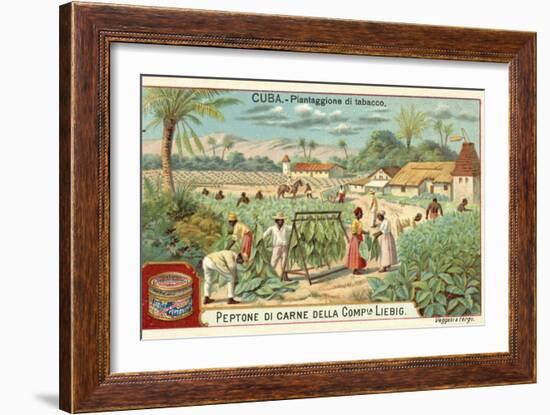 Tobacco Plantation, Cuba-null-Framed Giclee Print