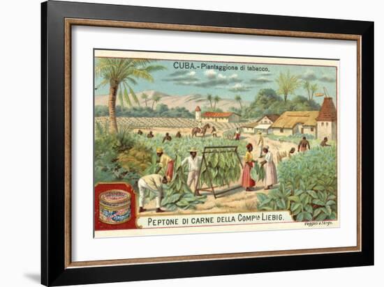 Tobacco Plantation, Cuba-null-Framed Giclee Print