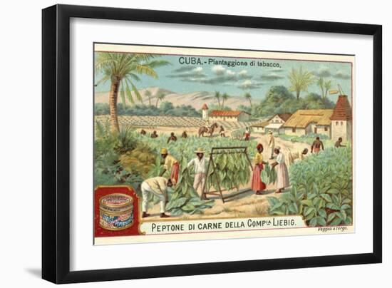 Tobacco Plantation, Cuba-null-Framed Giclee Print