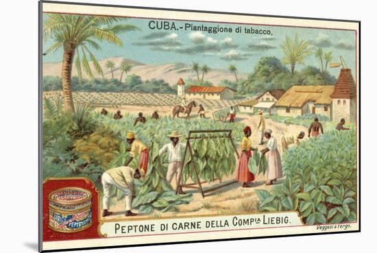 Tobacco Plantation, Cuba-null-Mounted Giclee Print