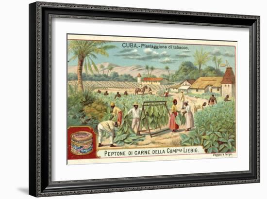 Tobacco Plantation, Cuba-null-Framed Giclee Print