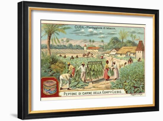 Tobacco Plantation, Cuba-null-Framed Giclee Print