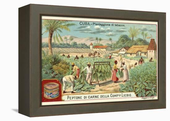 Tobacco Plantation, Cuba-null-Framed Premier Image Canvas
