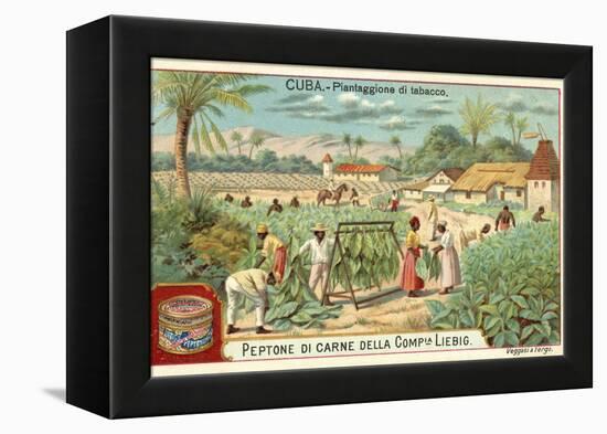 Tobacco Plantation, Cuba-null-Framed Premier Image Canvas