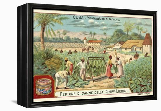 Tobacco Plantation, Cuba-null-Framed Premier Image Canvas