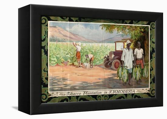 Tobacco Plantation in Southern Rhodesia, from the Series 'Smoke Empire Tobacco'-Frank Pape-Framed Premier Image Canvas