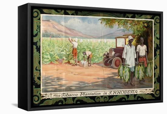 Tobacco Plantation in Southern Rhodesia, from the Series 'Smoke Empire Tobacco'-Frank Pape-Framed Premier Image Canvas