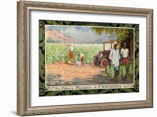 Tobacco Plantation in Southern Rhodesia, from the Series 'Smoke Empire Tobacco'-Frank Pape-Framed Giclee Print