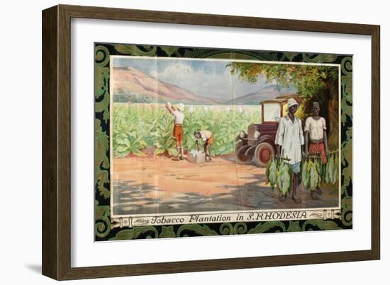 Tobacco Plantation in Southern Rhodesia, from the Series 'Smoke Empire Tobacco'-Frank Pape-Framed Giclee Print