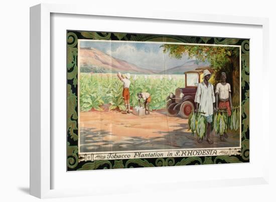 Tobacco Plantation in Southern Rhodesia, from the Series 'Smoke Empire Tobacco'-Frank Pape-Framed Giclee Print