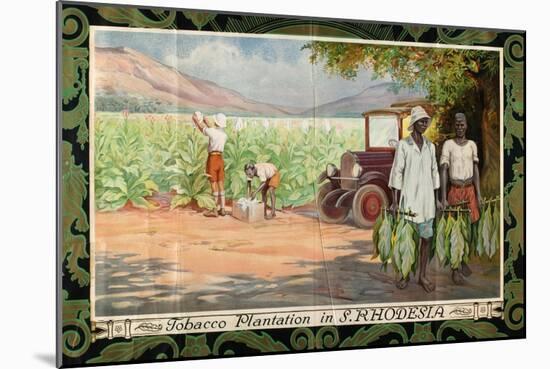 Tobacco Plantation in Southern Rhodesia, from the Series 'Smoke Empire Tobacco'-Frank Pape-Mounted Giclee Print