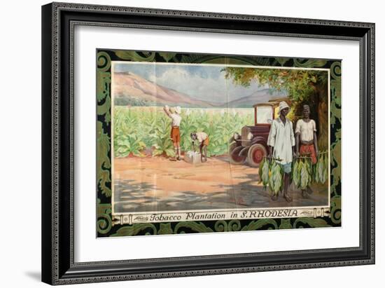 Tobacco Plantation in Southern Rhodesia, from the Series 'Smoke Empire Tobacco'-Frank Pape-Framed Giclee Print