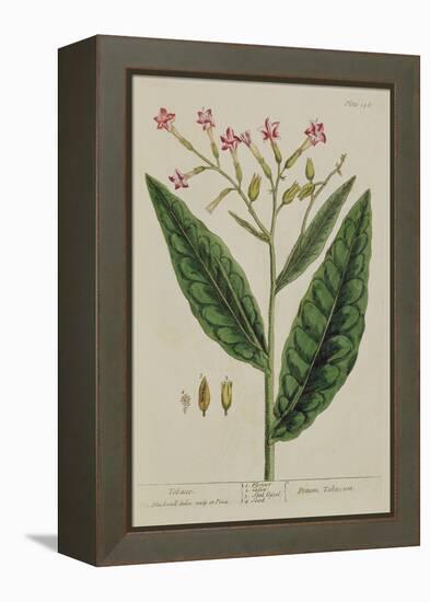 Tobacco, Plate 146 from 'A Curious Herbal', Published 1782 (Colour Engraving)-Elizabeth Blackwell-Framed Premier Image Canvas