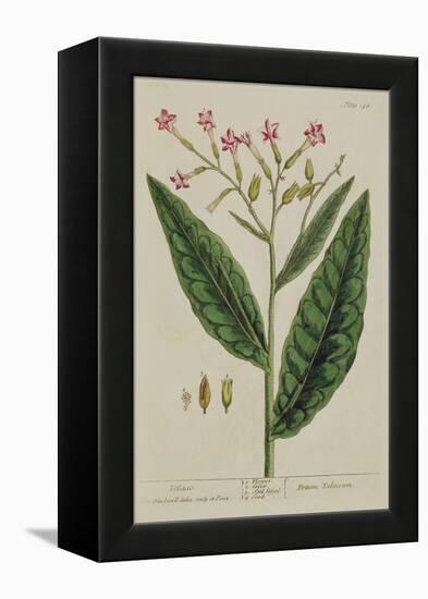 Tobacco, Plate 146 from 'A Curious Herbal', Published 1782 (Colour Engraving)-Elizabeth Blackwell-Framed Premier Image Canvas