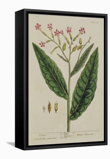 Tobacco, Plate 146 from 'A Curious Herbal', Published 1782 (Colour Engraving)-Elizabeth Blackwell-Framed Premier Image Canvas