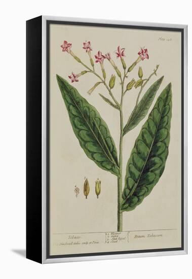 Tobacco, Plate 146 from 'A Curious Herbal', Published 1782 (Colour Engraving)-Elizabeth Blackwell-Framed Premier Image Canvas