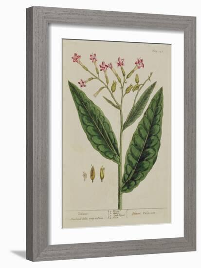 Tobacco, Plate 146 from 'A Curious Herbal', Published 1782 (Colour Engraving)-Elizabeth Blackwell-Framed Giclee Print