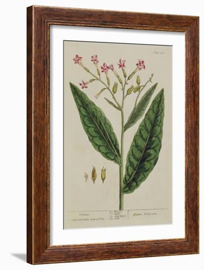 Tobacco, Plate 146 from 'A Curious Herbal', Published 1782 (Colour Engraving)-Elizabeth Blackwell-Framed Giclee Print