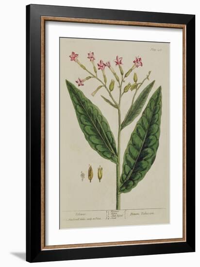 Tobacco, Plate 146 from 'A Curious Herbal', Published 1782 (Colour Engraving)-Elizabeth Blackwell-Framed Giclee Print