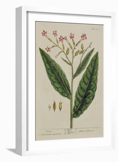 Tobacco, Plate 146 from 'A Curious Herbal', Published 1782 (Colour Engraving)-Elizabeth Blackwell-Framed Giclee Print